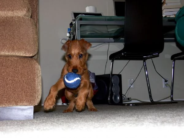 cuccioli di irish terrier