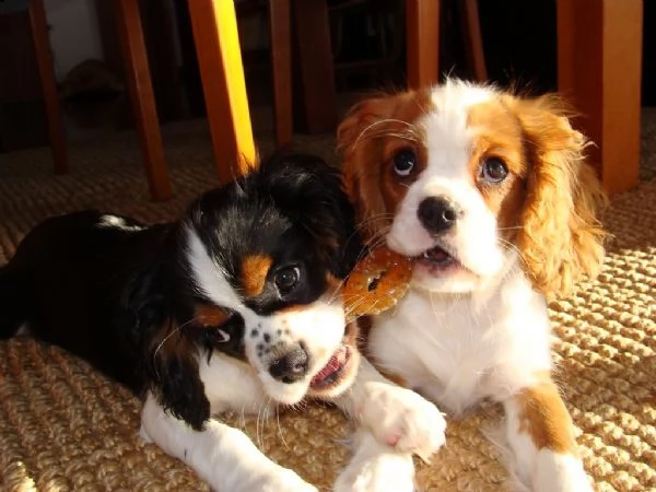 cuccioli di razza cavalier king 