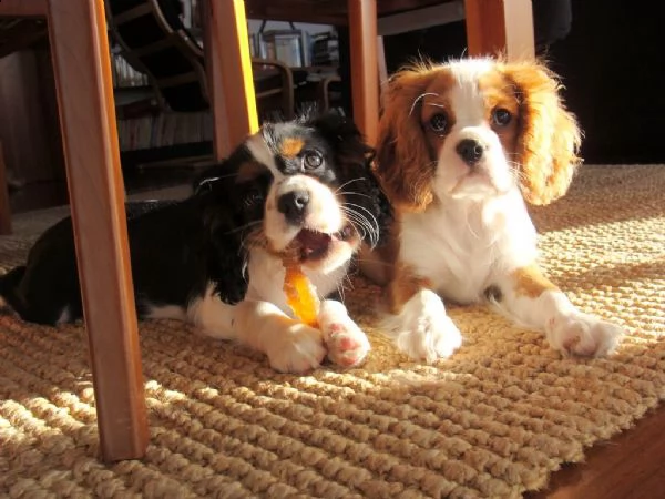 cuccioli di razza cavalier king  | Foto 0