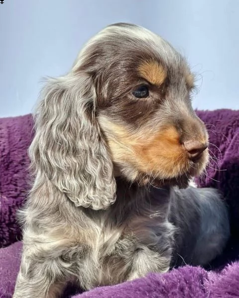 regalo cuccioli coker spaniel i cuccioli vengono consegnati con svezzamento  primo vaccino librett