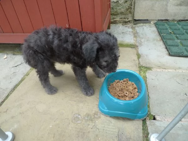 cuccioli di bedlington terrier 