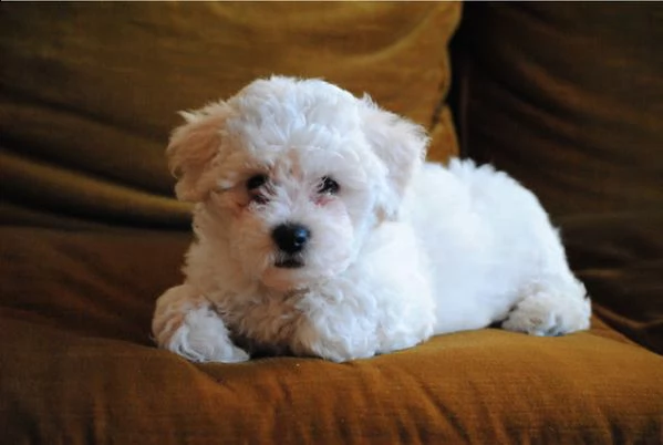  cuccioli di bichon frise  | Foto 0