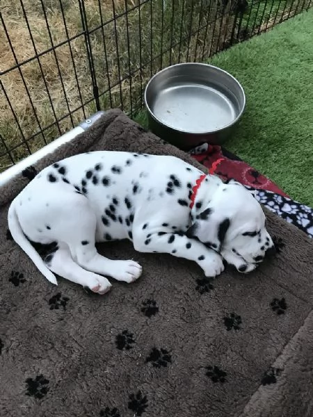 stupendi cuccioli di dalmata | Foto 0