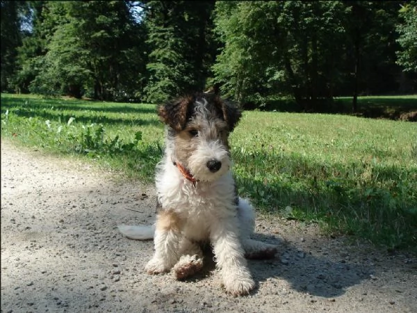 cuccioli fox terrier pelo ruvido | Foto 0