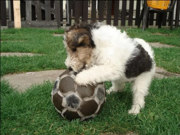 cuccioli fox terrier pelo ruvido