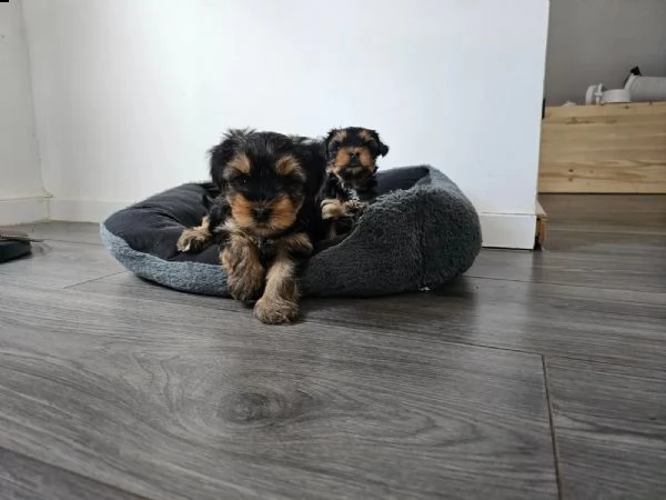 belllissimi cuccioli di yorkshire terrier