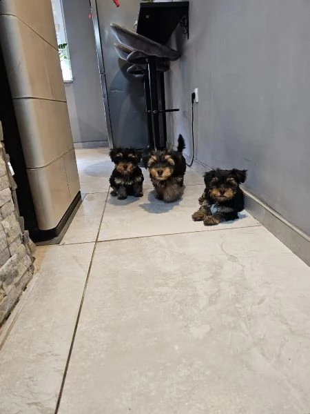 belllissimi cuccioli di yorkshire terrier | Foto 0