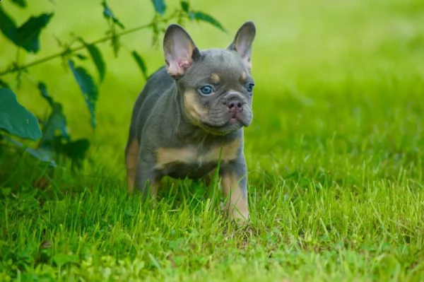 cuccioli bouledogue francesi | Foto 7