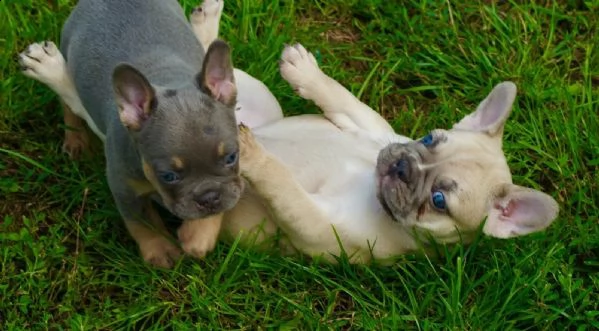 cuccioli bouledogue francesi | Foto 2
