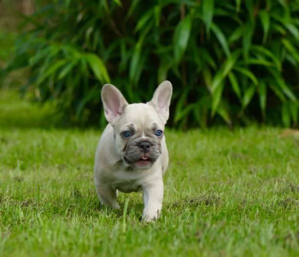 cuccioli bouledogue francesi | Foto 1