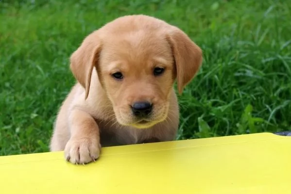 labrador cuccioli italiani color crema disponibili  | Foto 0