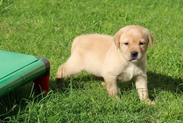 labrador cuccioli italiani color crema disponibili 