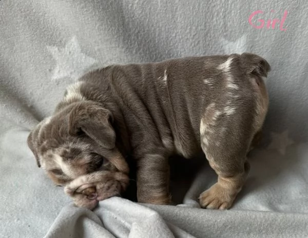 merle english bulldogs | Foto 2