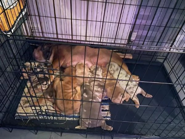 merle english bulldogs | Foto 1