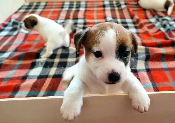 Bellissimi Cuccioli Jack Russell - Cani a Padova