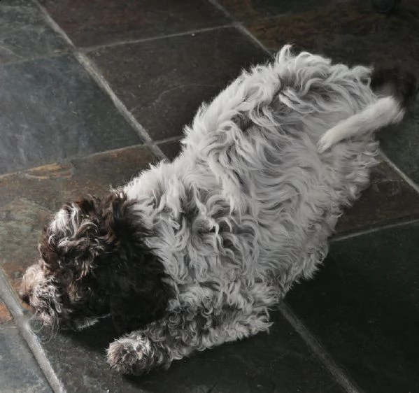 cuccioli di lagotto romagnolo | Foto 0