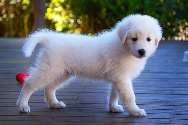 cuccioli  di pastore maremmanoabruzzese 