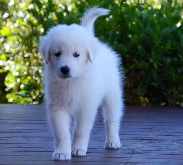 cuccioli  di pastore maremmanoabruzzese  | Foto 0