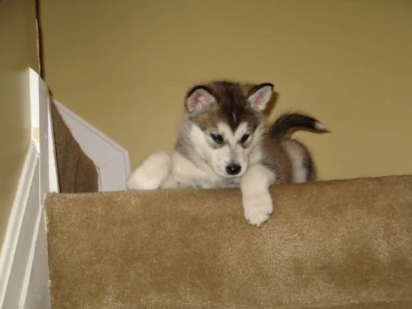 cuccioli di alaskan malamute