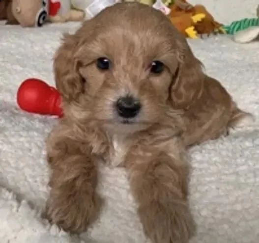 cuccioli di maltipoo  | Foto 0