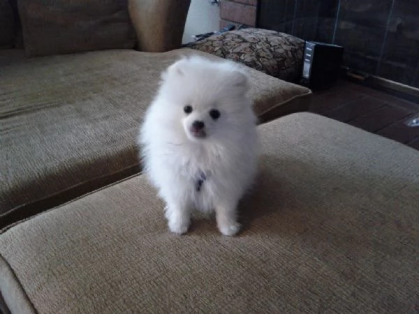 meravigliose cuccioli di Pomerania