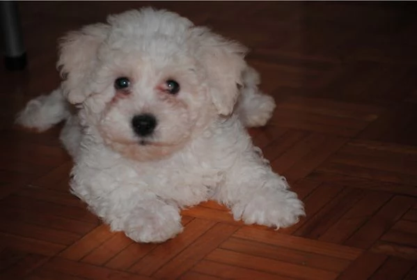 splendidi cuccioli di bichon frise | Foto 0