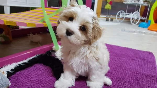 splendidi cuccioli di havanese 