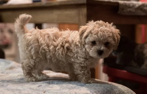 stupenda cucciolo di Bolognese | Foto 0