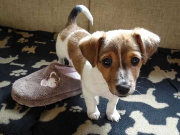 Disponibili cuccioli di jack russell