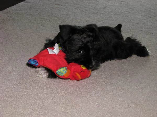 cuccioli di schnauzer | Foto 0