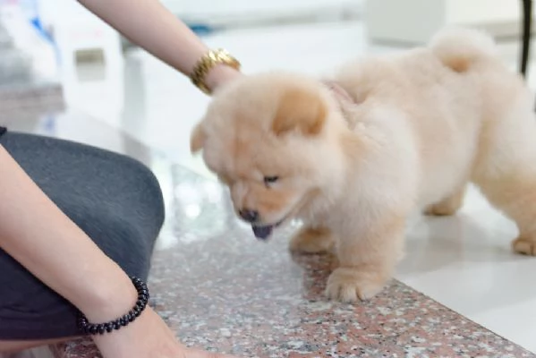 Bellissimi cuccioli di chow chow 