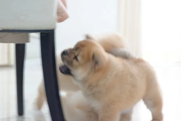 Bellissimi cuccioli di chow chow  | Foto 0