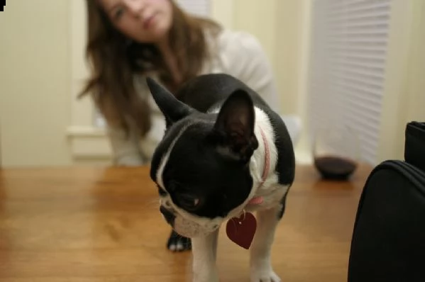 cuccioli di boston terrier | Foto 0