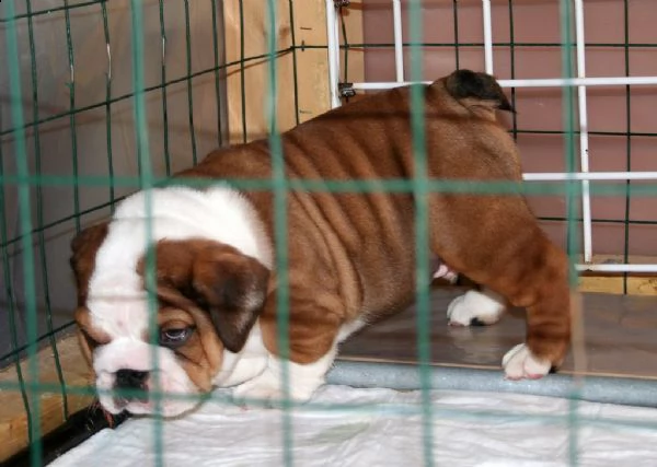 cuccioli di bulldog inglese