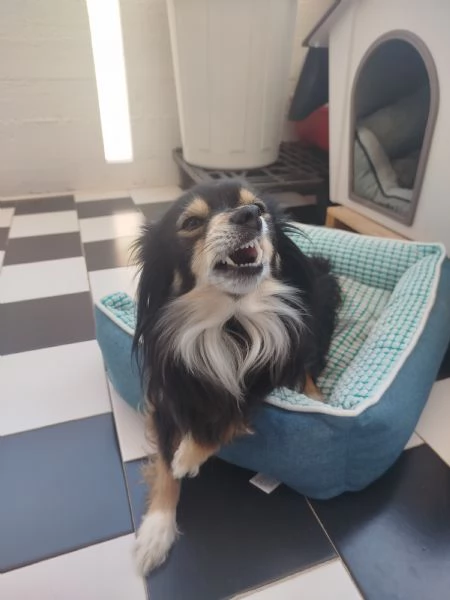 Cedo meticcia | Foto 0