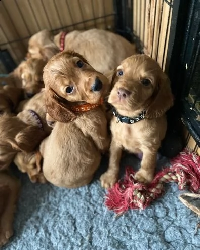 bellissimo cocker spaniel inglese kc | Foto 1