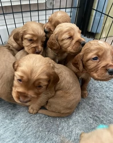 bellissimo cocker spaniel inglese kc | Foto 0