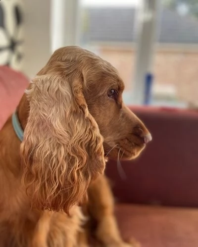 bellissimo cocker spaniel inglese kc