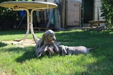 Disponibili bellissimi cuccioli di weimaraner | Foto 0