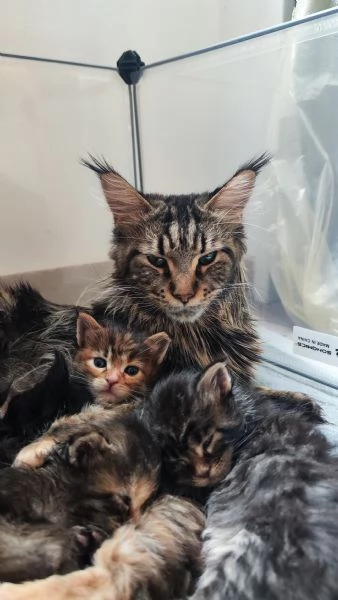 Adorabili Maine Coon cercano la loro famiglia umana 