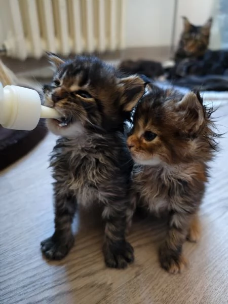 Adorabili Maine Coon cercano la loro famiglia umana  | Foto 5