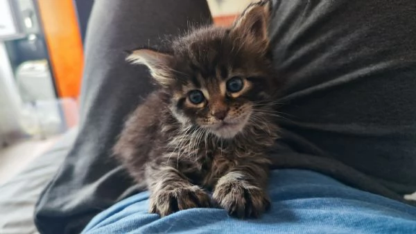 Adorabili Maine Coon cercano la loro famiglia umana  | Foto 3