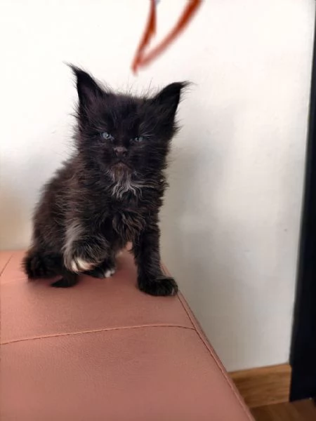 Adorabili Maine Coon cercano la loro famiglia umana  | Foto 2