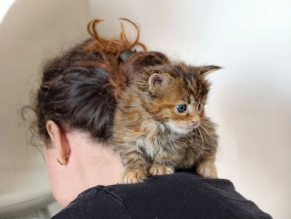Adorabili Maine Coon cercano la loro famiglia umana  | Foto 0