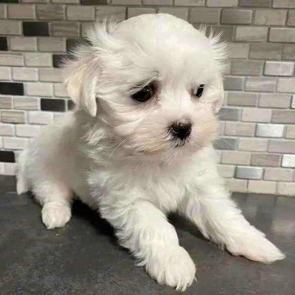maltese toy cuccioli