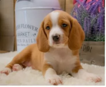 regalo cuccioli di beagle cuccioli di beagle  ancora disponibili un maschio e una femmina  i cucci | Foto 0
