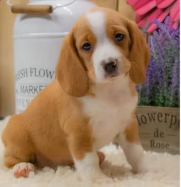 regalo cuccioli di beagle cuccioli di beagle  ancora disponibili un maschio e una femmina  i cucci