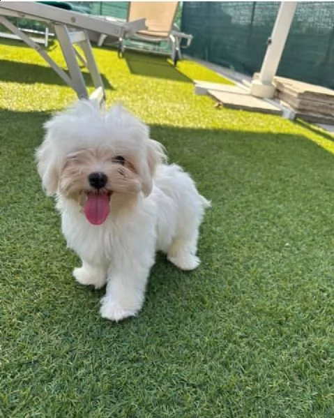 regalo allevamento maltesi taglia mini toy ho bellissimi cuccioli maltese pronti per loro nuove case