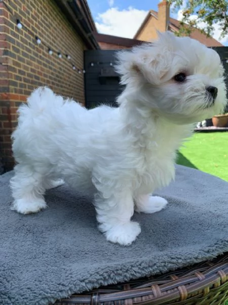 cuccioli maltesi 