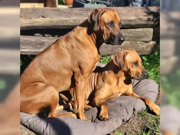 cuccioli di rhodesian ridgeback | Foto 3